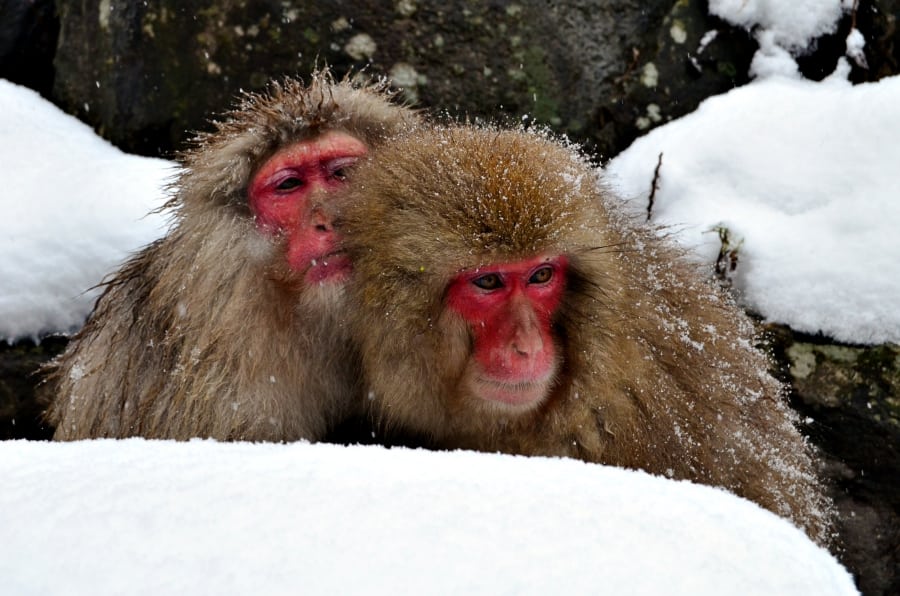 snow-monkey-park-10