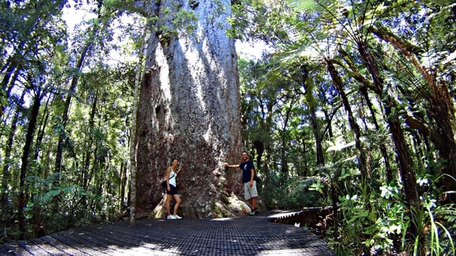 Pán lesa - kauri strom Tāne Mahuta