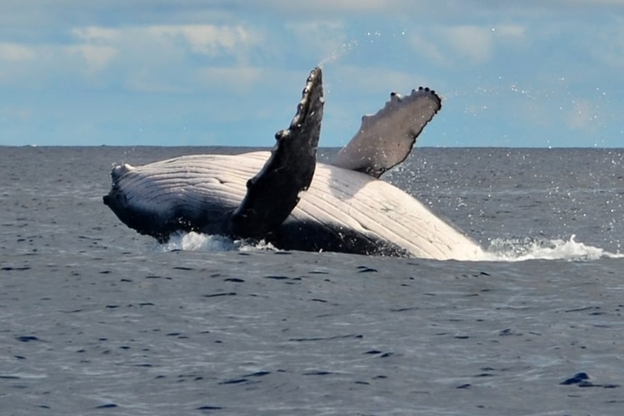 Na Tonge si môžete zaplávať s veľrybami. Ako na to?