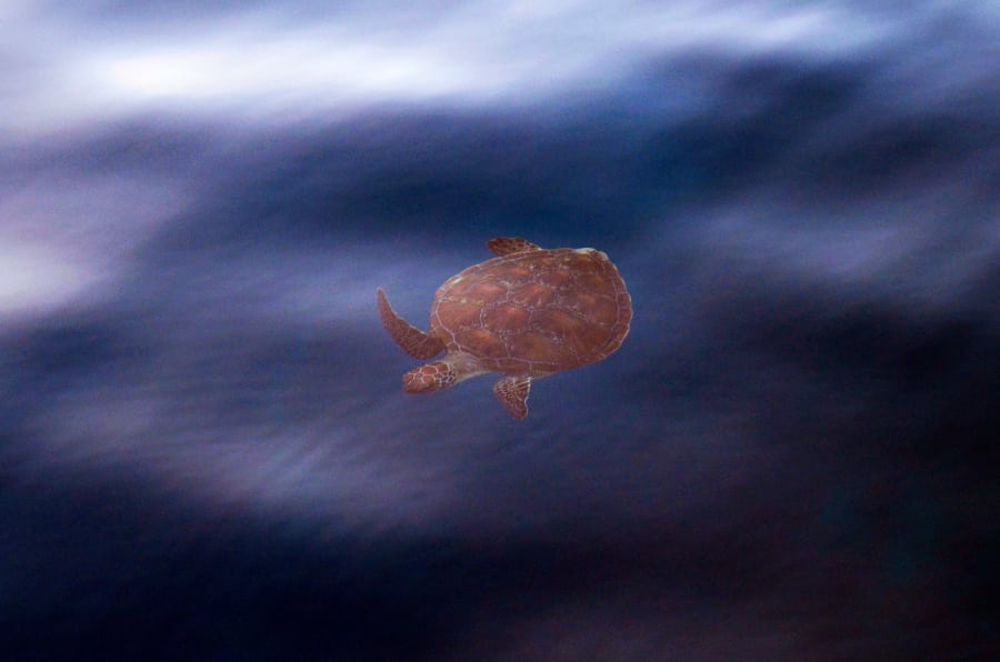 K obyvateľom Whitsundays patria aj korytnačky