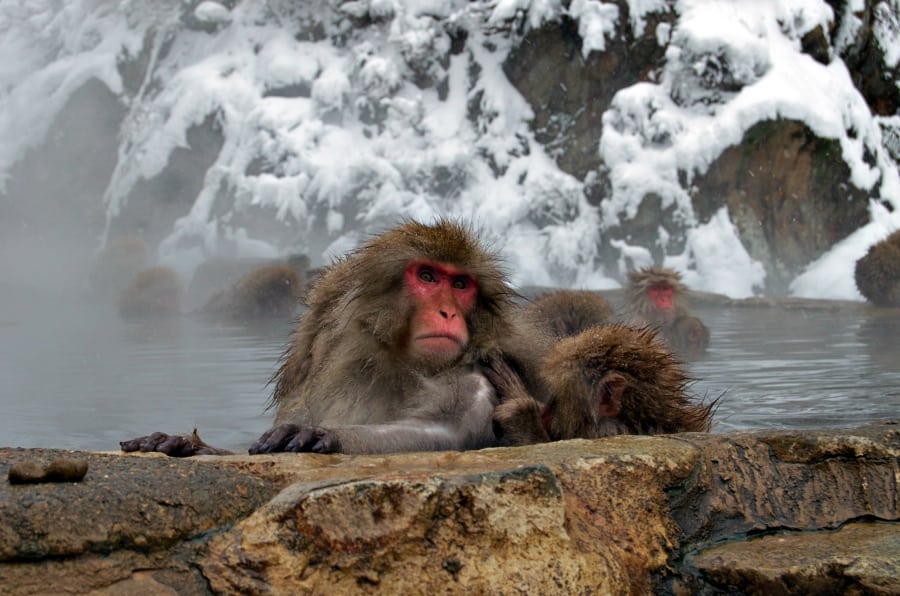 Snežné opice si v Japonsku užívajú horúce kúpele
