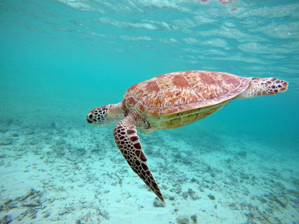 Šnorchlovanie s korytnačkou, Ama Beach, Zamami, Okinawa