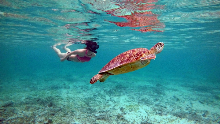 Šnorchlovanie s korytnačkami na Ama Beach, Okinawa